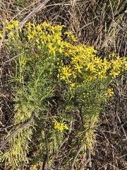 Senecio flaccidus
