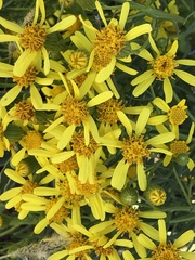 Senecio flaccidus