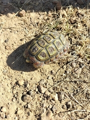Homopus areolatus