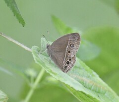 Mycalesis mineus
