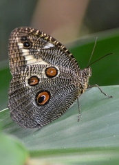 Dasyophthalma creusa