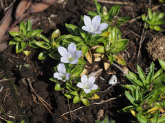 Craterocapsa tarsodes