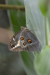 Dasyophthalma creusa