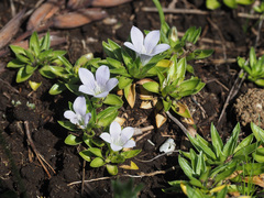 Craterocapsa tarsodes