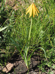 Kniphofia triangularis