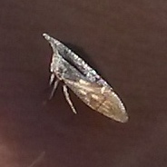 Membracidae