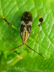 Melucha quinquelineata