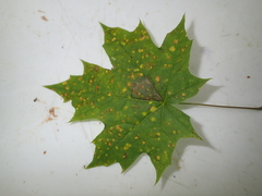 Cristulariella depraedans