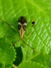 Melucha quinquelineata