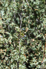 Berberis fremontii