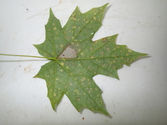 Cristulariella depraedans