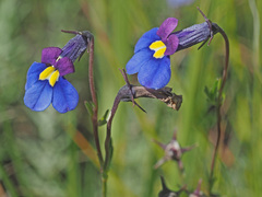 Monopsis decipiens