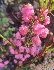 Erica spumosa