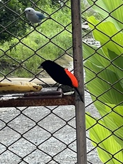 Ramphocelus passerinii