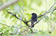 Saxicola caprata