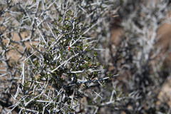 Cercocarpus intricatus