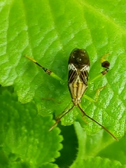 Melucha quinquelineata