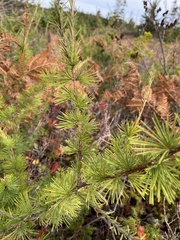 Larix laricina