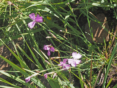 Dianthus borbasii borbasii