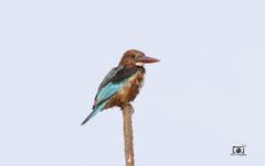 Halcyon smyrnensis