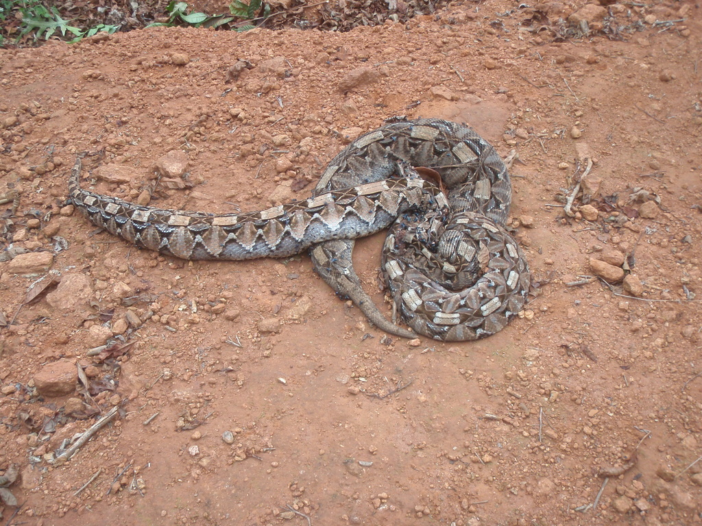 Gaboon Adder (Snakes Of Southern Africa) · INaturalist