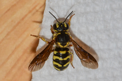 Dianthidium curvatum