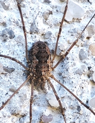 Phalangium opilio