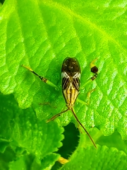 Melucha quinquelineata