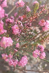 Erica spumosa
