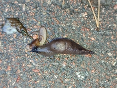 Deroceras caucasicum