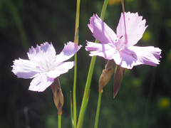Dianthus borbasii borbasii