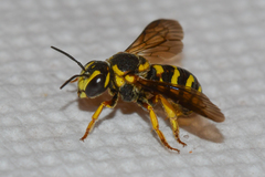 Dianthidium curvatum