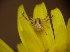 Thomisus onustus