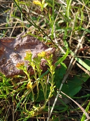 Sedum alpestre