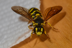 Dianthidium curvatum