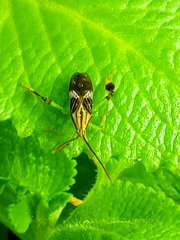 Melucha quinquelineata