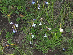 Lobelia flaccida flaccida