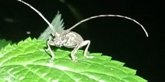 Cerambycidae