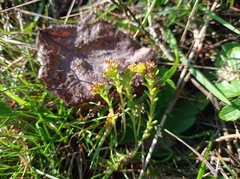 Sedum alpestre