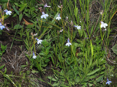 Lobelia flaccida flaccida
