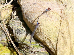 Pseudagrion massaicum