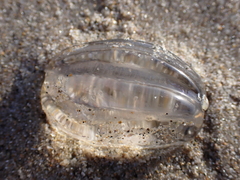 Pleurobrachia pileus