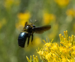 Xylocopa californica