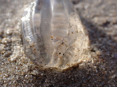 Pleurobrachia pileus