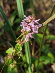 Stachys hispida