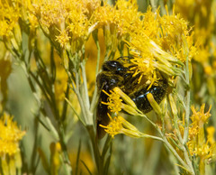 Xylocopa californica