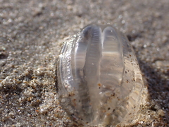 Pleurobrachia pileus