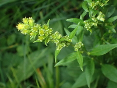 Solidago virgaurea