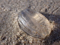 Pleurobrachia pileus