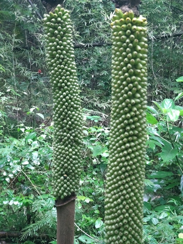Image of Amorphophallus paeoniifolius by (c) Utain Pummarin, some rights reserved (CC BY)